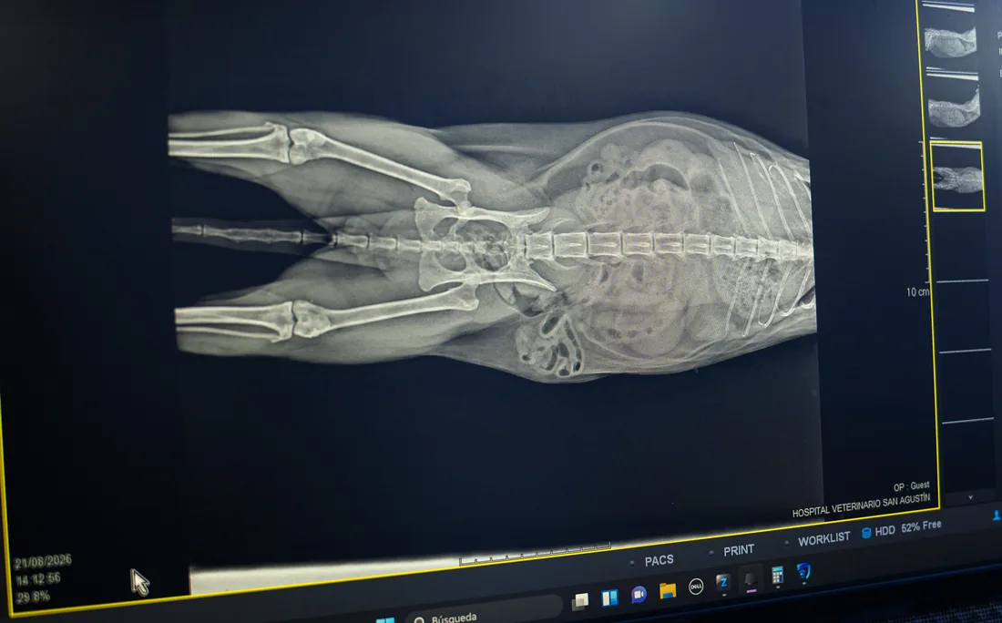 Radiografía de pelvis y extremidades posteriores en una pantalla del Hospital Veterinario San Agustín