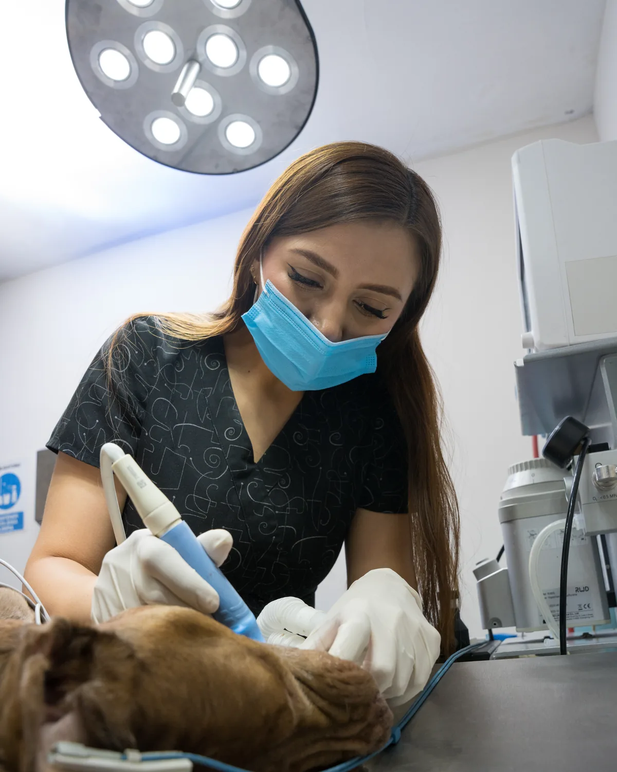 Atención dental veterinaria a un perro